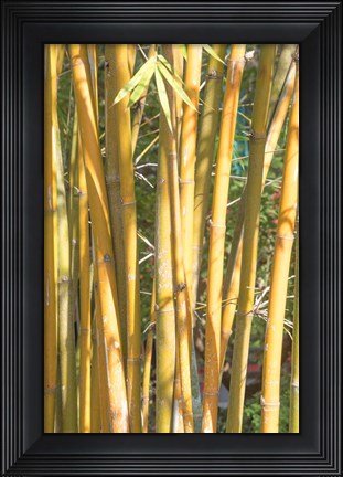 Framed Golden Bamboo Print