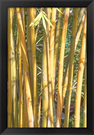 Framed Golden Bamboo Print