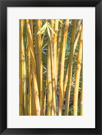 Framed Golden Bamboo Print