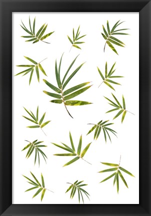 Framed Bamboo Leaf Collection Print