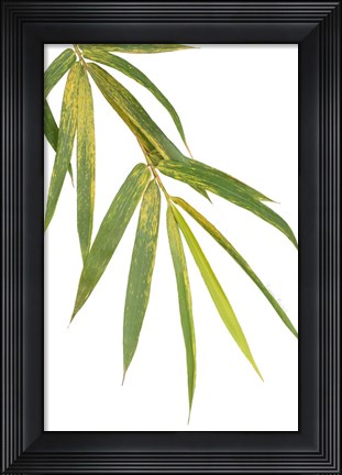 Framed Bamboo Branch Print