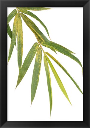 Framed Bamboo Branch Print