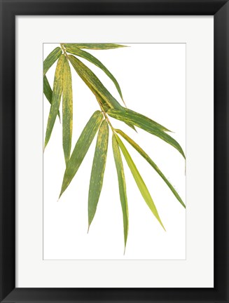 Framed Bamboo Branch Print