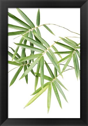 Framed Bamboo Bouquet Print