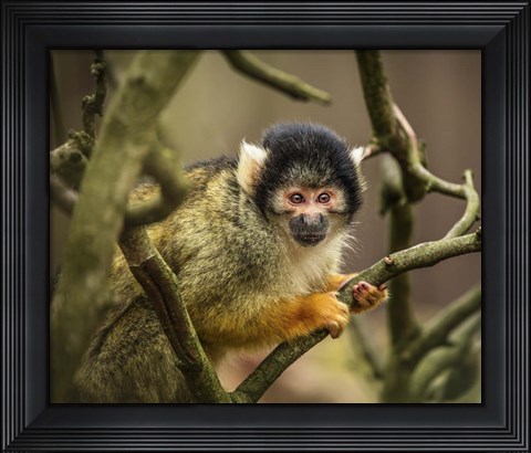 Framed Cute Monkey II Print