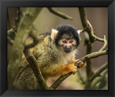 Framed Cute Monkey II Print