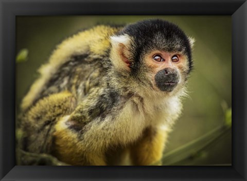 Framed Cute Monkey III Print