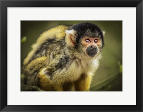 Framed Cute Monkey III Print