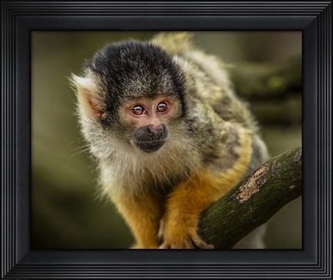 Framed Cute Monkey IV Print