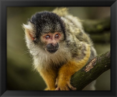 Framed Cute Monkey IV Print