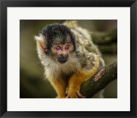 Framed Cute Monkey IV Print