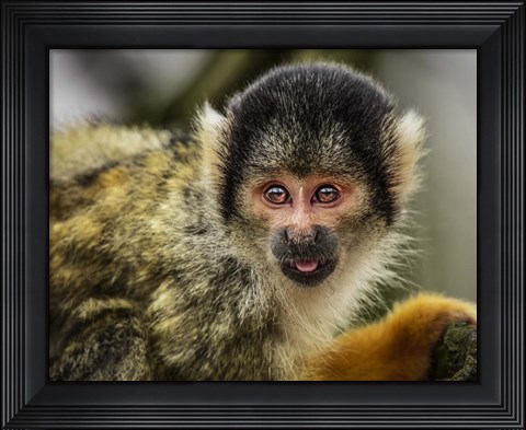 Framed Cute Monkey V Print