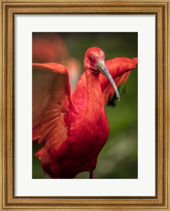 Framed Red Bird III Print