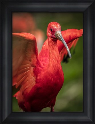 Framed Red Bird III Print