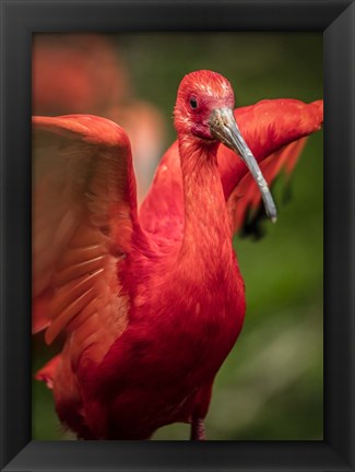 Framed Red Bird III Print