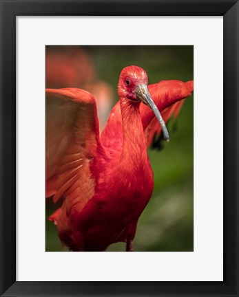 Framed Red Bird III Print