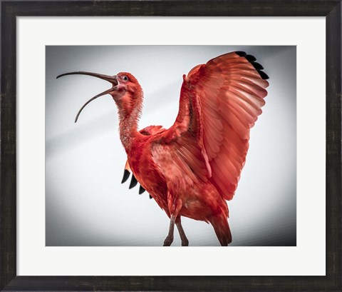 Framed Red Bird IIII Print