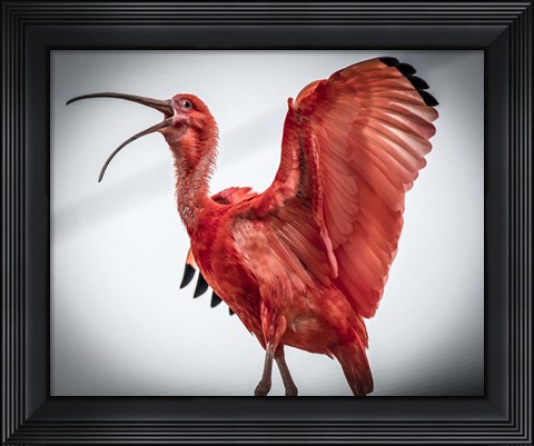 Framed Red Bird IIII Print