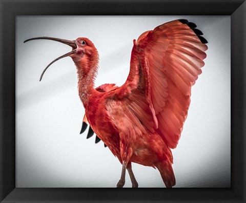 Framed Red Bird IIII Print