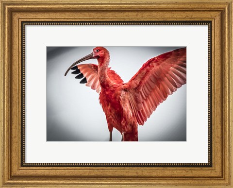 Framed Red Bird V Print