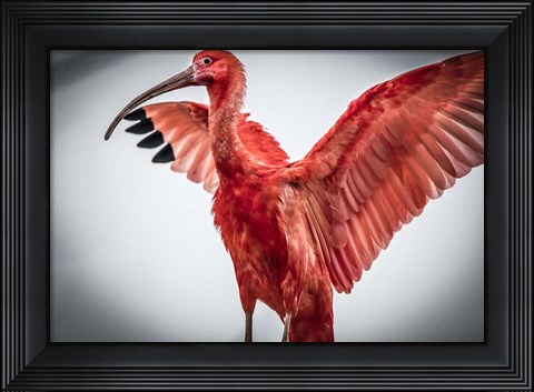 Framed Red Bird V Print