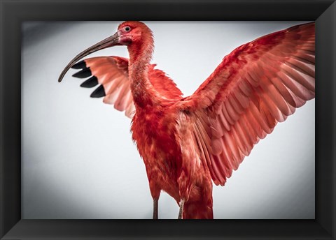 Framed Red Bird V Print