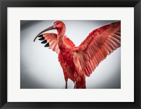 Framed Red Bird V Print