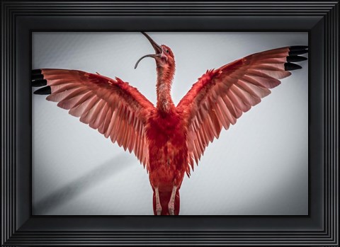 Framed Red Bird VI Print