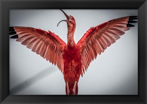 Framed Red Bird VI Print