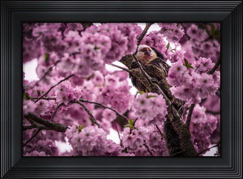 Framed Blossem Tree Monkey Print