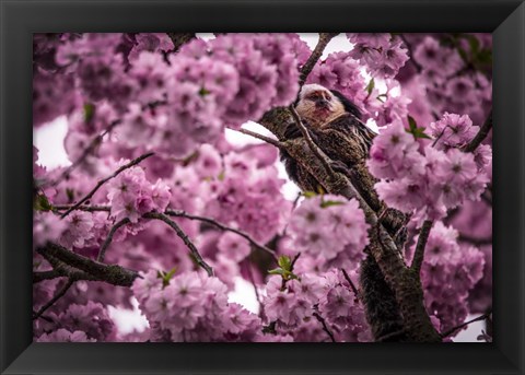 Framed Blossem Tree Monkey Print