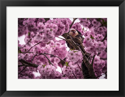 Framed Blossem Tree Monkey Print