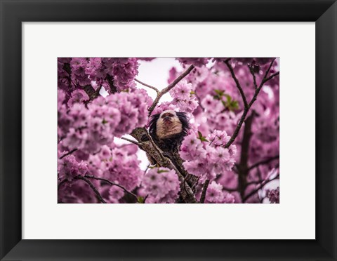 Framed Blossem Tree Monkey II Print