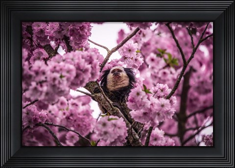 Framed Blossem Tree Monkey II Print