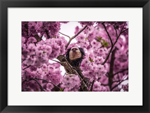 Framed Blossem Tree Monkey II Print