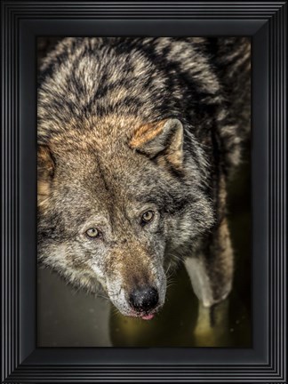 Framed Wolf in the Water Print