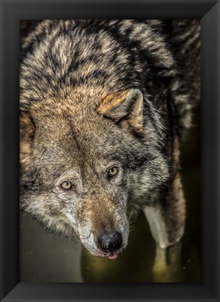 Framed Wolf in the Water Print