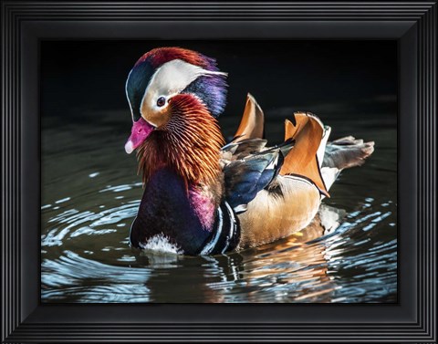 Framed Mandarin Duck Print