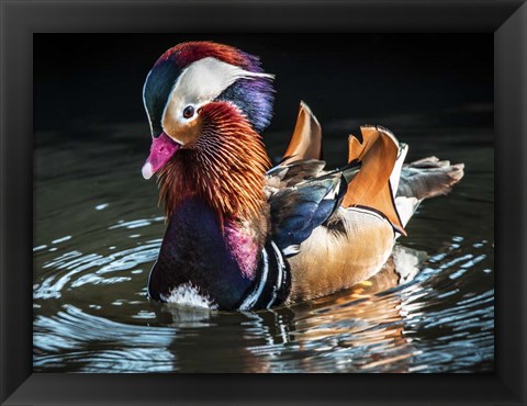 Framed Mandarin Duck Print