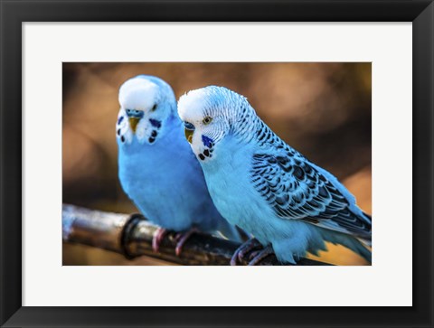 Framed Blue Birds Print