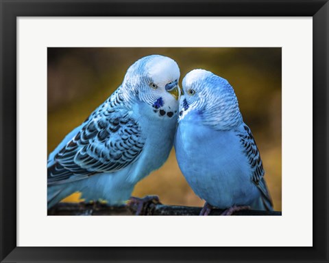 Framed Blue Birds II Print