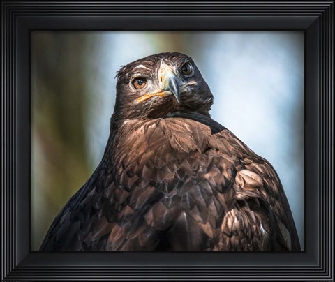 Framed Predator Print