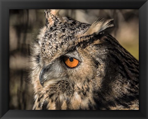 Framed Owl Close Up II Print