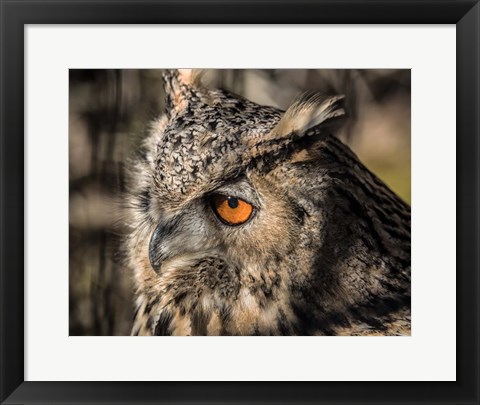 Framed Owl Close Up II Print