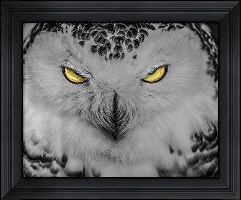 Framed Evil Owl II Black &amp; White Print