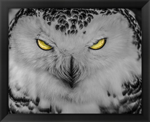 Framed Evil Owl II Black &amp; White Print