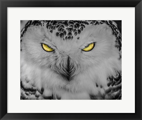 Framed Evil Owl II Black &amp; White Print