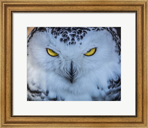 Framed Evil Owl II Print