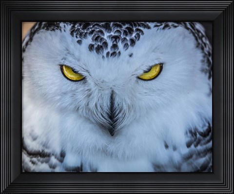 Framed Evil Owl II Print