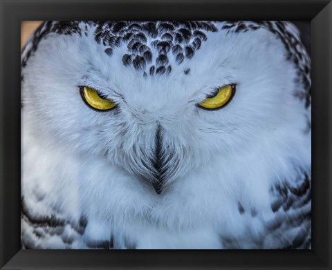 Framed Evil Owl II Print
